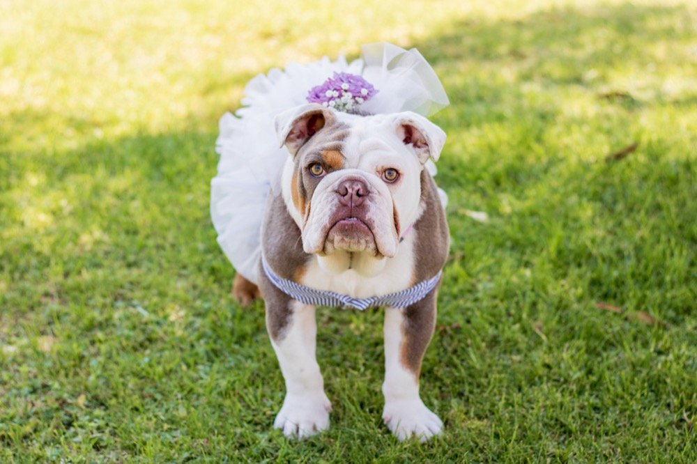 Bulldog con tutú de boda