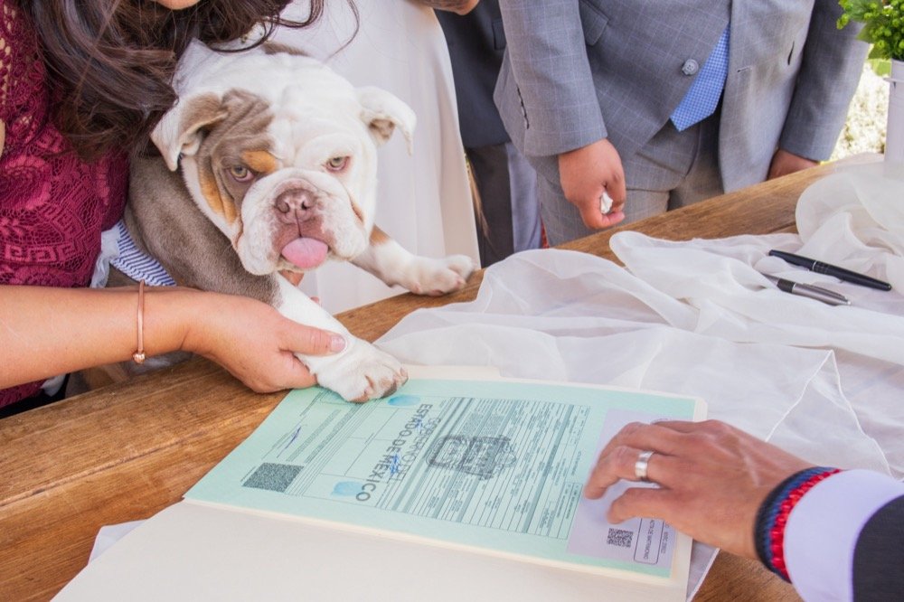 Bulldog firmando el acta de matrimonio con su huella